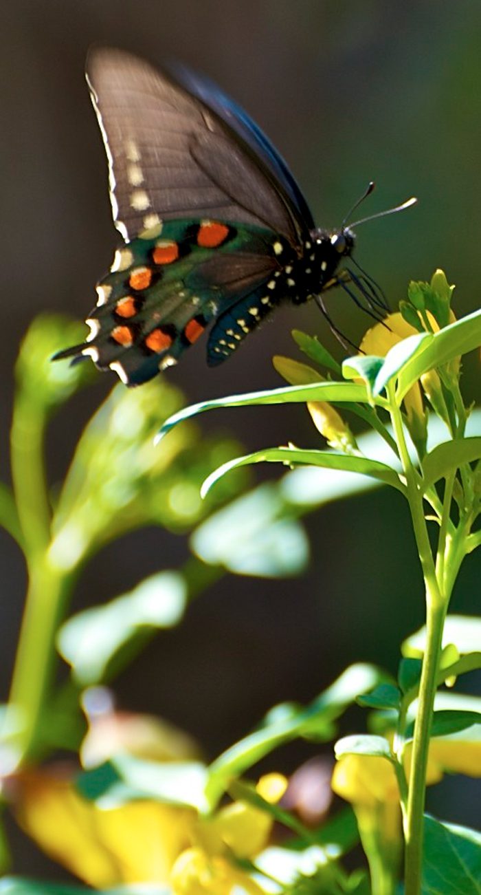 Botanical Butterfly