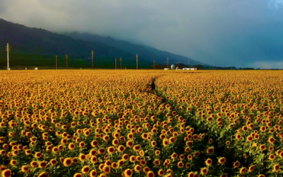 Sunflower Fields Forever