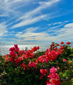 A Bloom with a View